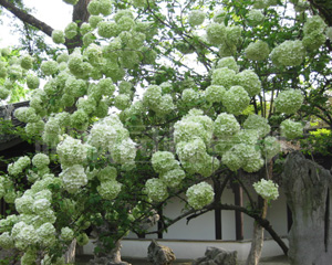 无锡日式滴水花园绿化